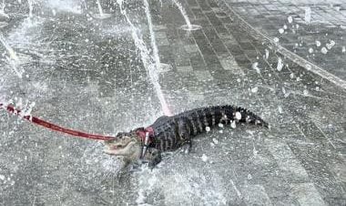 Explained: Who is Wally, the emotional support alligator, seen chilling at US park?