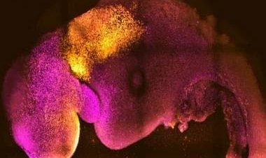 How scientists grew the world's first 'synthetic' embryo without eggs or sperm
