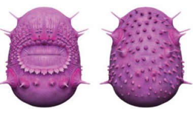 This bizarre ancient critter has been kicked out of a group that includes humans