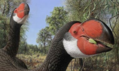 Ancient ‘demon ducks’ may have been undone by their slow growth