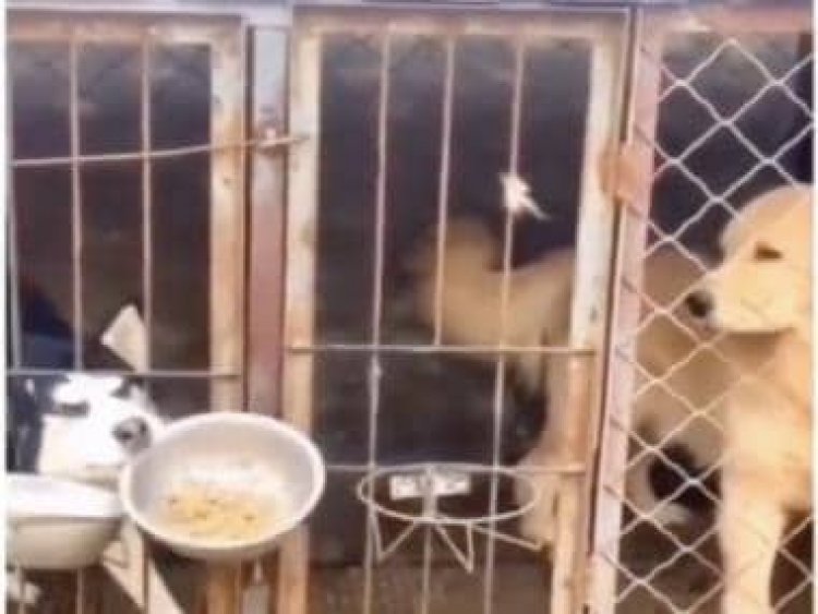 Not only humans, apparently dogs too love to eat from friends' plate