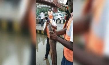 'Fresh catch' on road in rain-hit Bengaluru stuns internet