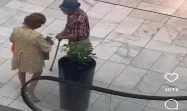Grandparents steal plant from mall, internet calls them 'Bonnie and Clyde'