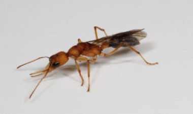 A clever molecular trick extends the lives of these ant queens