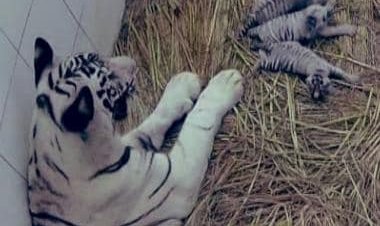 Delhi zoo gets 3 white tiger cubs: India's tryst with the rare wild cats