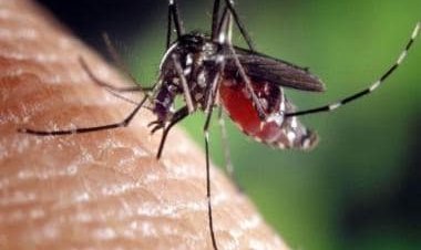 How P vivax strain threatens India’s progress towards malaria elimination by 2030