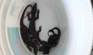 Box of live lizards and iguanas delivered to wrong address, receiver startled