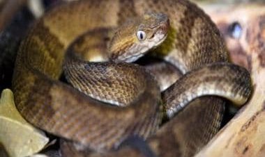 Little girl has 'passion for snakes', seen kissing and cuddling with reptiles