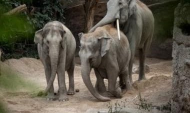 Watch: Mother elephant forbids calf to approach onlookers, video wins hearts
