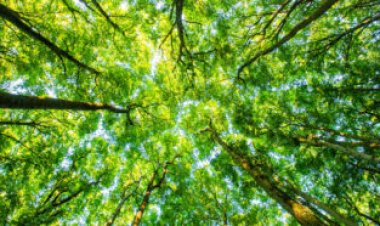 The worldwide water-lifting power of plants is enormous