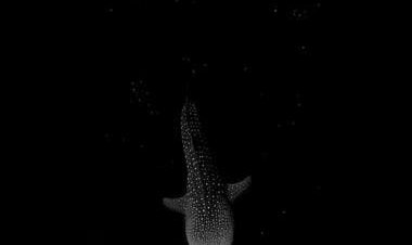 Watch: Whale floating through bioluminescent algae in darkness amazes internet
