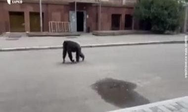 Watch: Escaped chimpanzee returned to Kharkiv Zoo on bicycle
