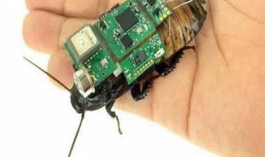 Rise of robo-roach, scientists use Madagascar hissing cockroach to create insect cyborgs that could help rescue missions