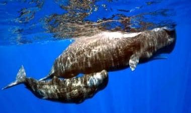 Whale vomit worth Rs 10 crore seized in UP: What is ambergris and why is it so valuable?