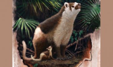 Living fast may have helped mammals like ‘ManBearPig’  dominate