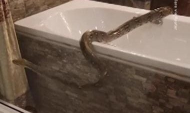 Video of 12-foot-long python found in washroom in Thailand goes viral