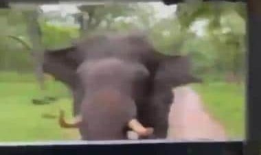 Watch: Video of angry elephant charging at safari car goes viral