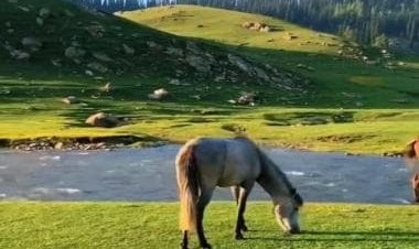 'Incredible India': Magnificent view of J&amp;K’s Bangus Valley attracts internet, watch