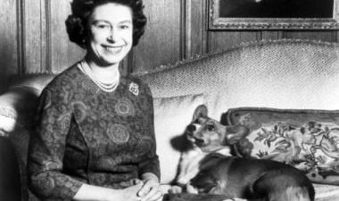 The Crown and the Corgis: What happens to Queen Elizabeth's beloved pets now?