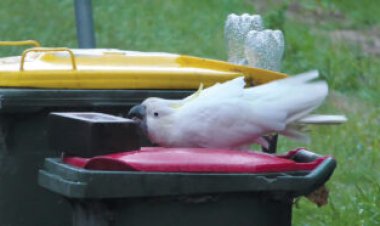 Need to keep cockatoos out of your trash? Try bricks, sticks or shoes