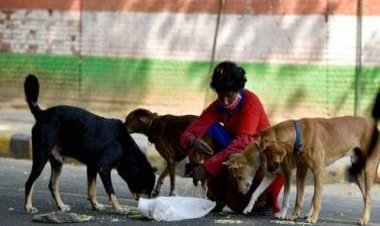 Not Dogs’ Own Country: Why Kerala is seeking Supreme Court’s permission to kill strays