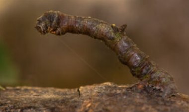 Not all camouflage is equal. Here are prey animals’ best options