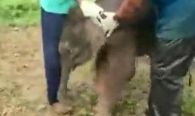 Lost elephant calf reunited with herd in Chhattisgarh, video melts hearts