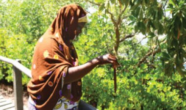 How Kenyans help themselves and the planet by saving mangrove trees