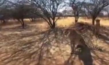 Watch: First look of cheetahs to be ferried from Namibia to India on 17 September