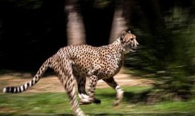 Cheetahs are coming back: A guide on how not to confuse them with the leopard