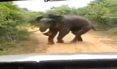 Watch video: Elephant teased and forced to chase vehicle for photographs