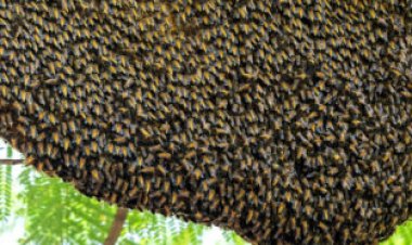 Here’s what triggers giant honeybees to do the wave