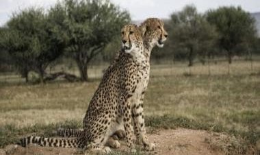 An overnight flight, helicopter ride, and quarantine: The journey of cheetahs from Namibia to India