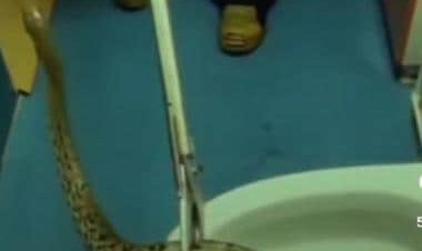 Alabama police removes massive snake from toilet, inform about incident in cheeky post
