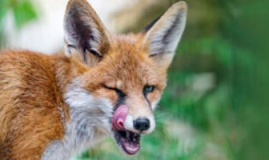 Video shows the first fox known to fish for food