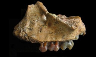 Fossil finds put gibbons in Asia as early as 8 million years ago