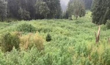 Narcotics bureau staff destroy illegal cannabis growing across 1,032 hectares in Himachal