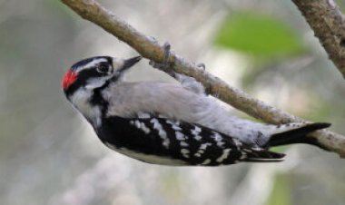 Drumming woodpeckers use similar brain regions as songbirds