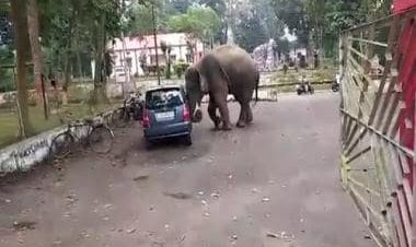 Watch: Elephant tries to break into car in Guwahati, internet thinks he's found a 'toy'