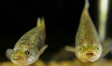 After eons of isolation, these desert fish flub social cues