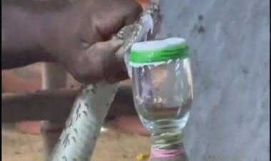 Watch: Irula snake catcher extracts reptile's venom with bare hands, internet stunned