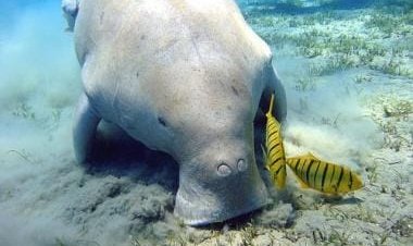 What are dugongs, and why is India setting up a reserve for their conservation?