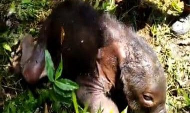Watch video: Tamil Nadu foresters reunite baby elephant with its mother