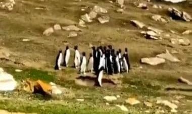 Watch: Adorable penguin brings back its friend from wrong group