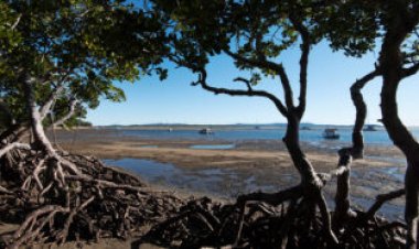 Mangrove forests expand and contract with a lunar cycle