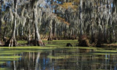 ‘Fen, Bog & Swamp’ reminds readers why peatlands matter