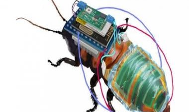 Insects &amp; Bionics: Japanese researchers develop cyborg cockroaches for 'search and rescue operations'