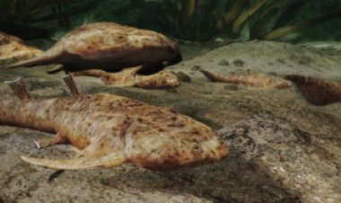 Ancient fish fossils highlight the strangeness of our vertebrate ancestors