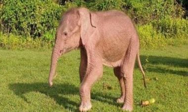 Watch video: Elephant in Thailand slides on muddy hill to have fun