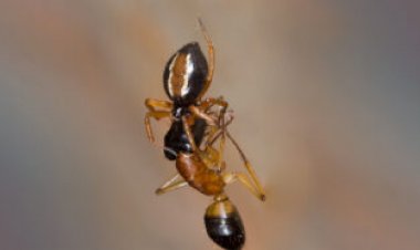 This spider literally flips for its food